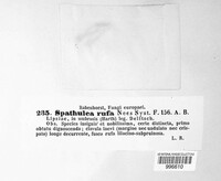 Spathularia rufa image